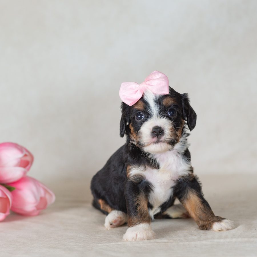 bernedoodle munchkin for sale near me