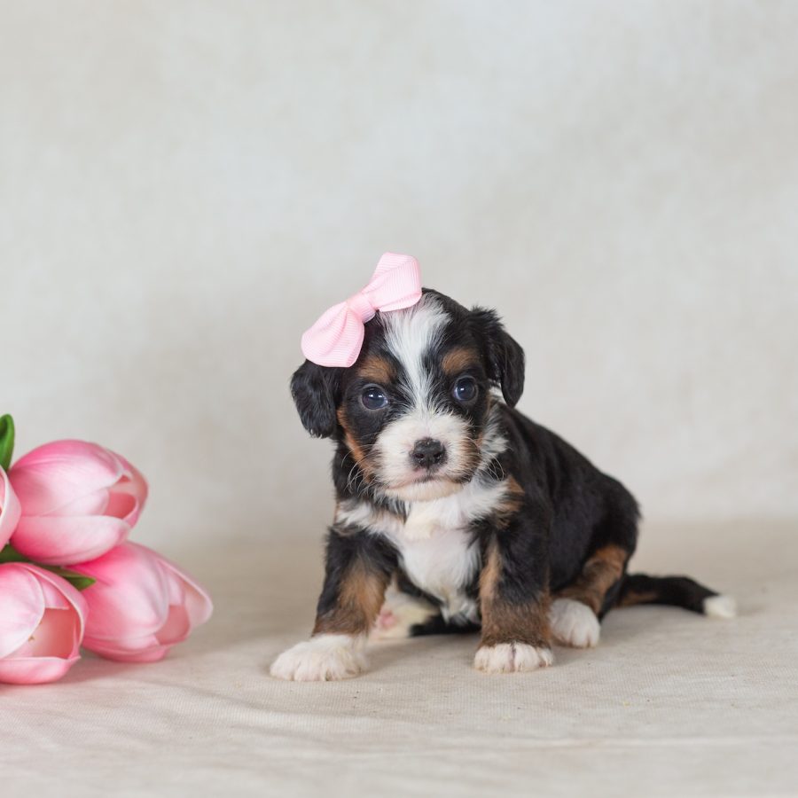 bernedoodle munchkin pa
