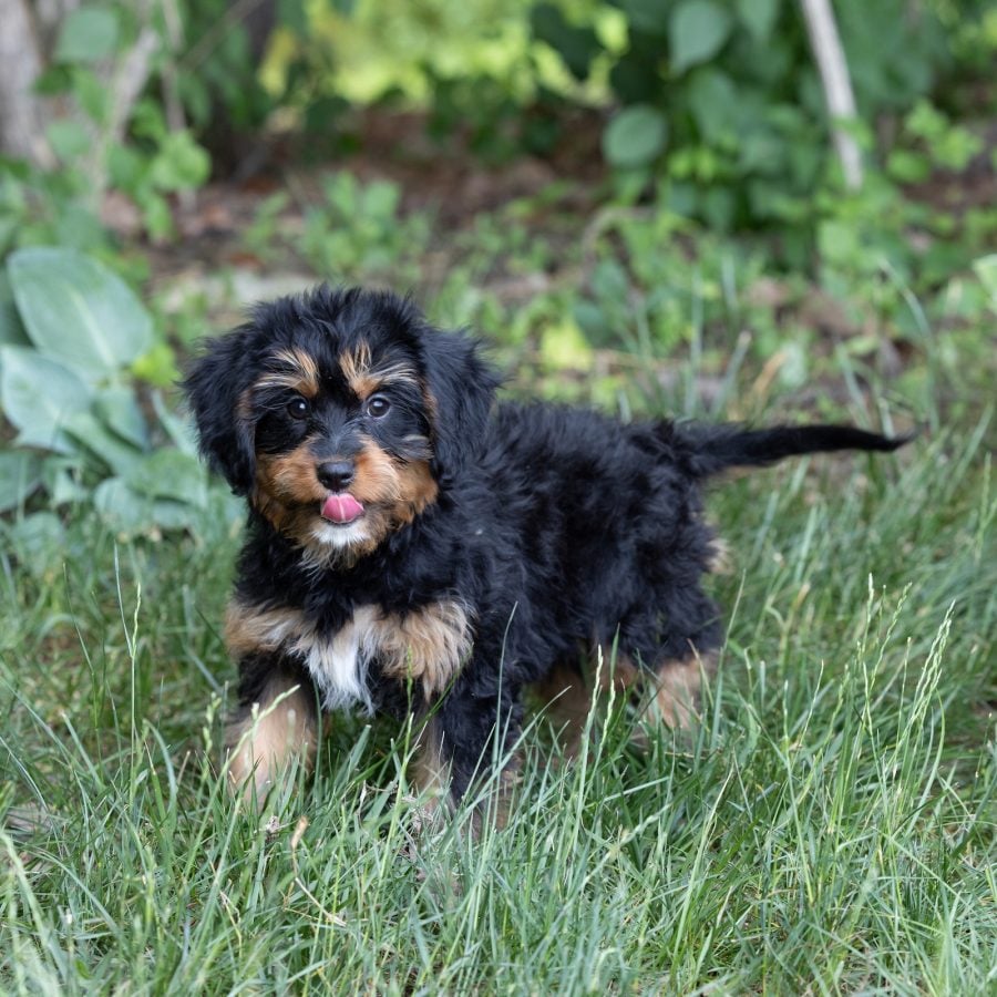 bernedoodle munchkin puppy