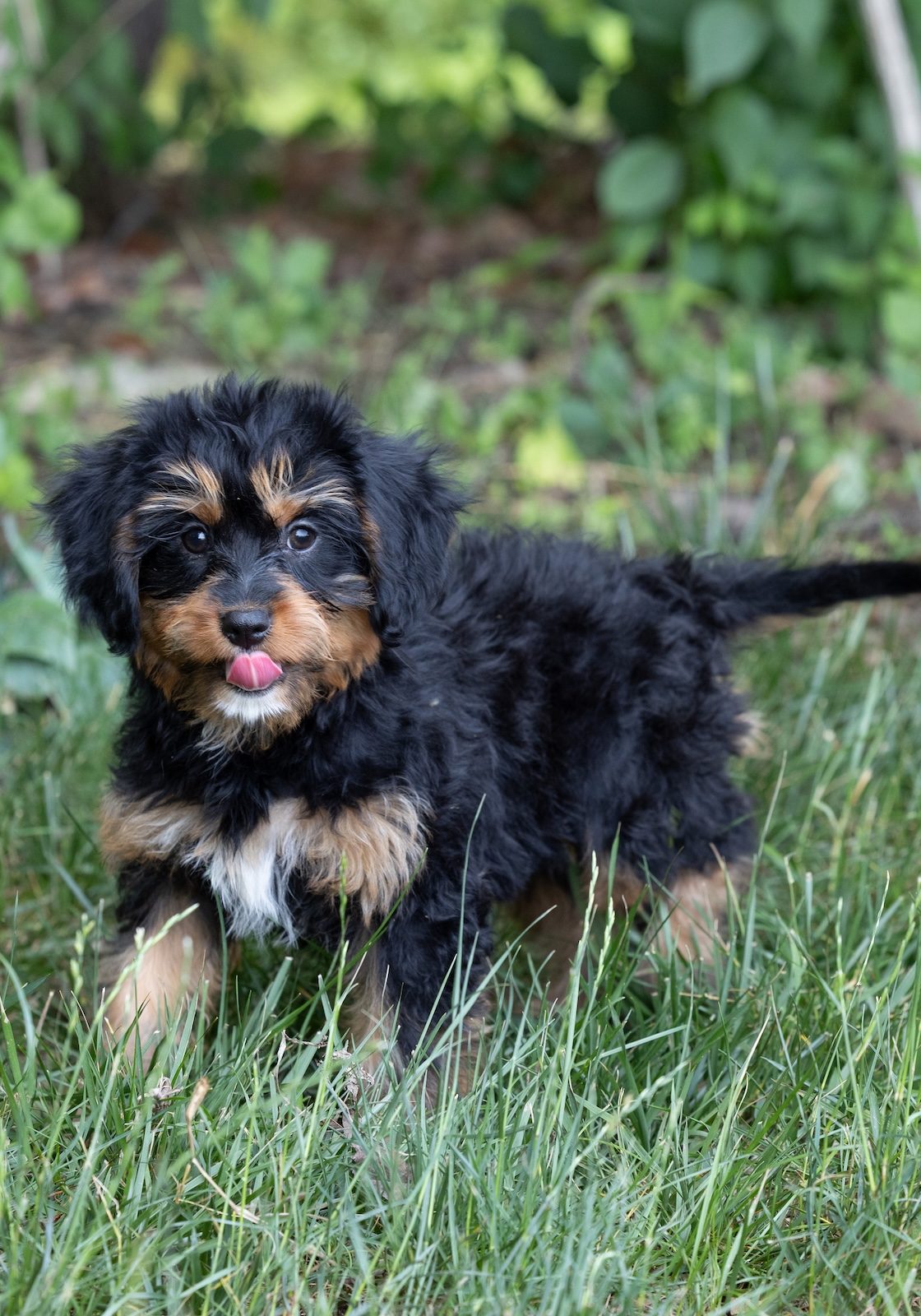 bernedoodle munchkin puppy