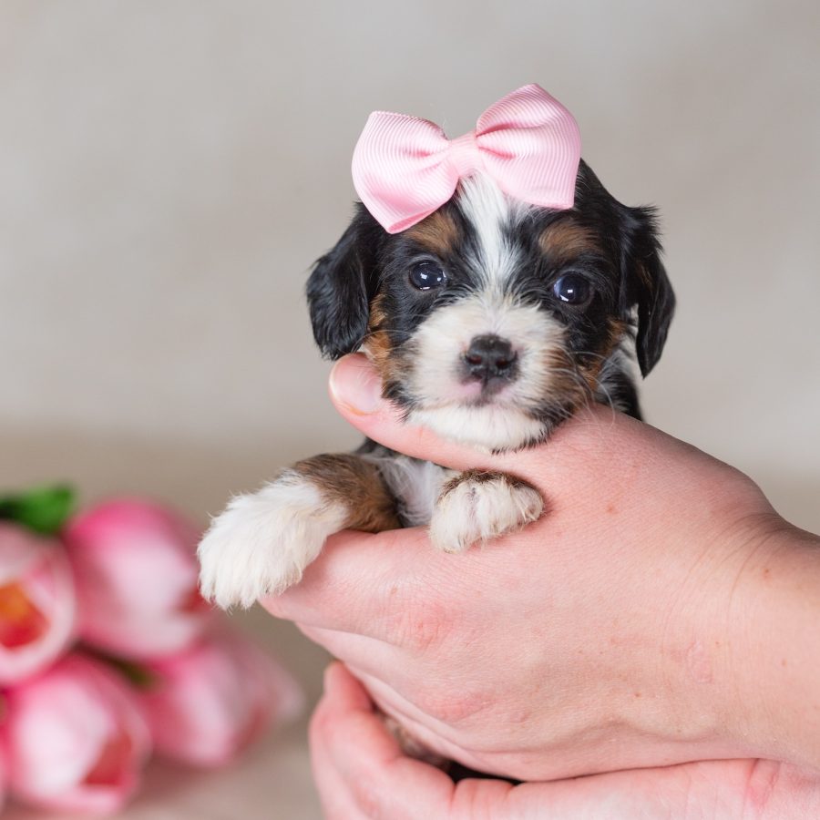 bernedoodle munchkin