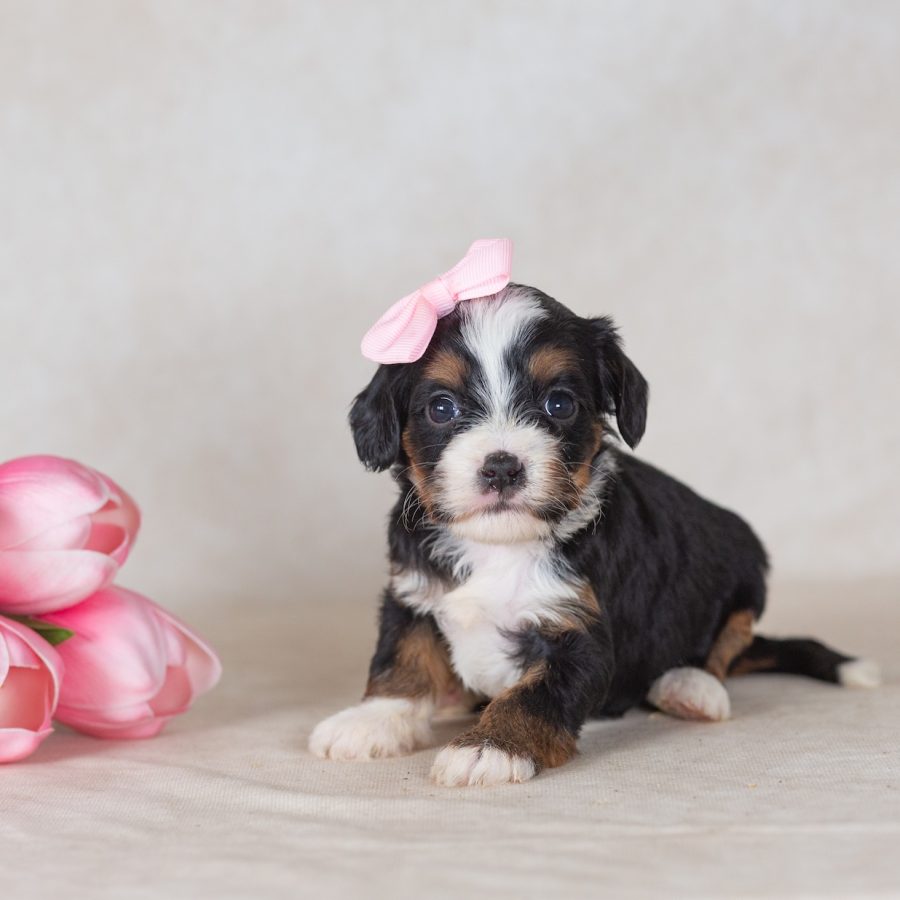 bernedoodle munchkins