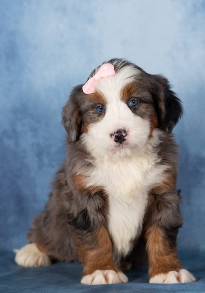 bernedoodle puppy breeders