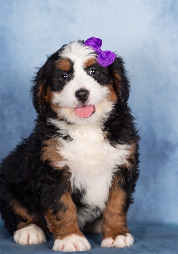 best bernedoodle breeders