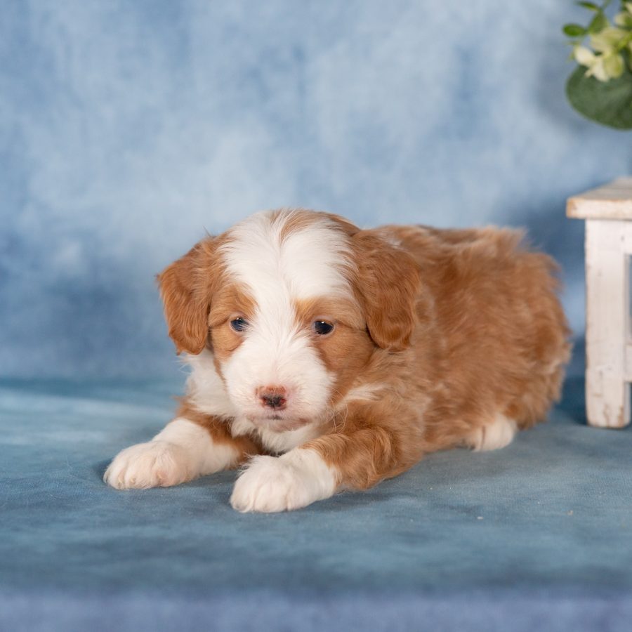 bernedoodle micro