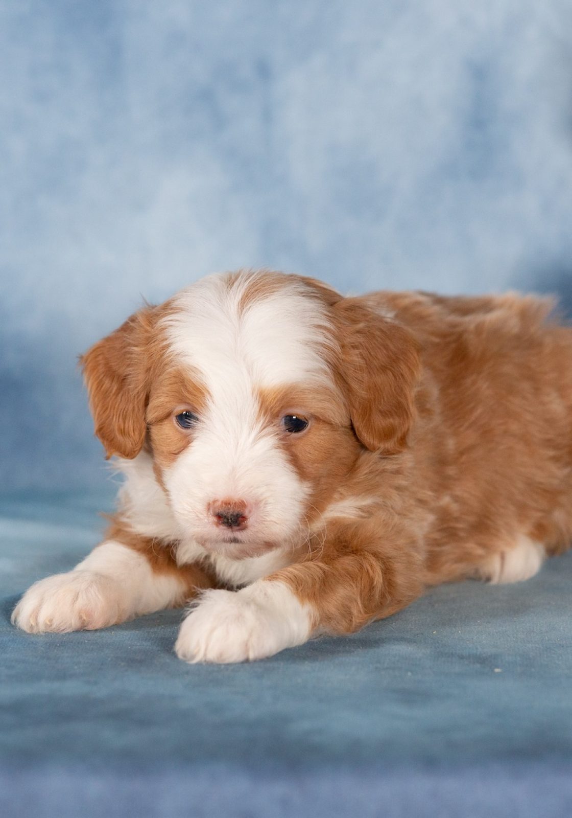 bernedoodle micro