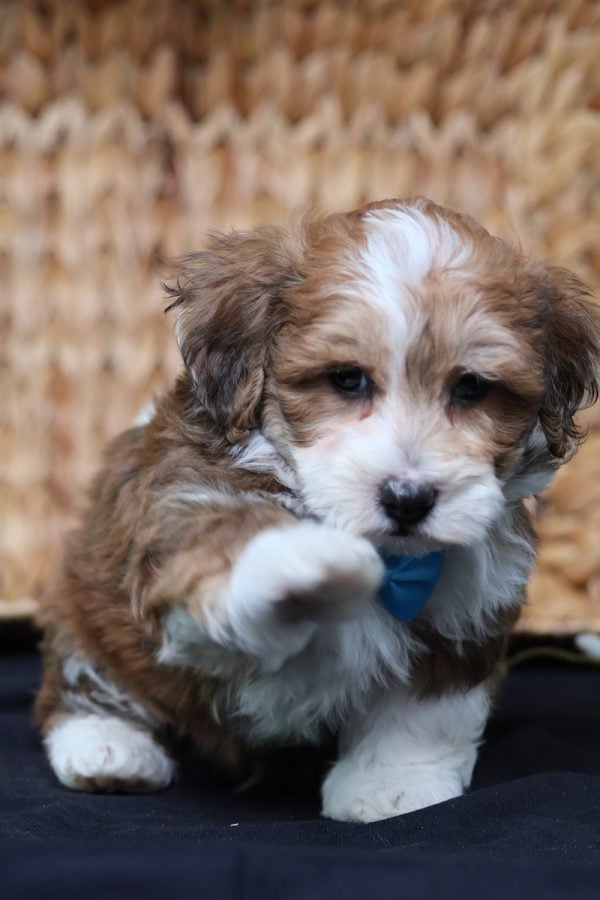 bich poo puppies for sale near me bich poo puppies for sale near me