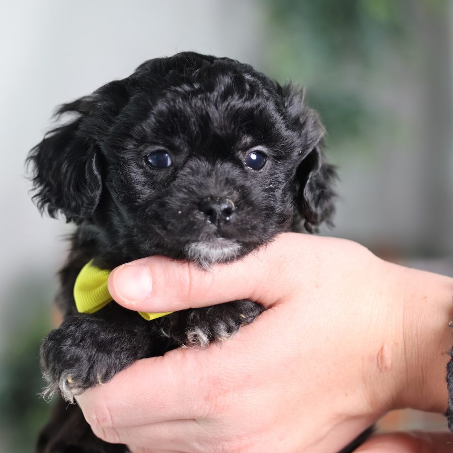 bichon frise and shih tzu mix