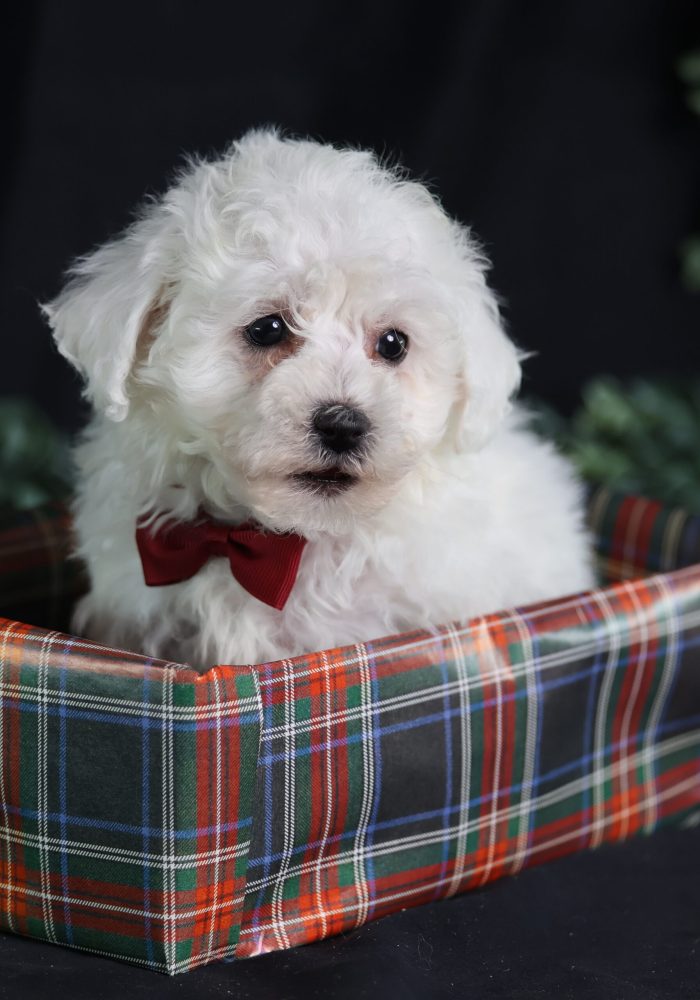 bichon frise puppy for sale