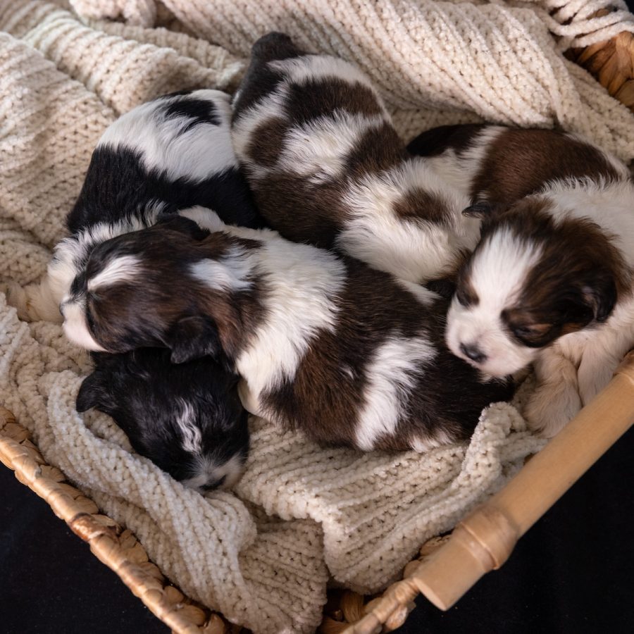 bichon frise mixed with a shih tzu puppies near me_