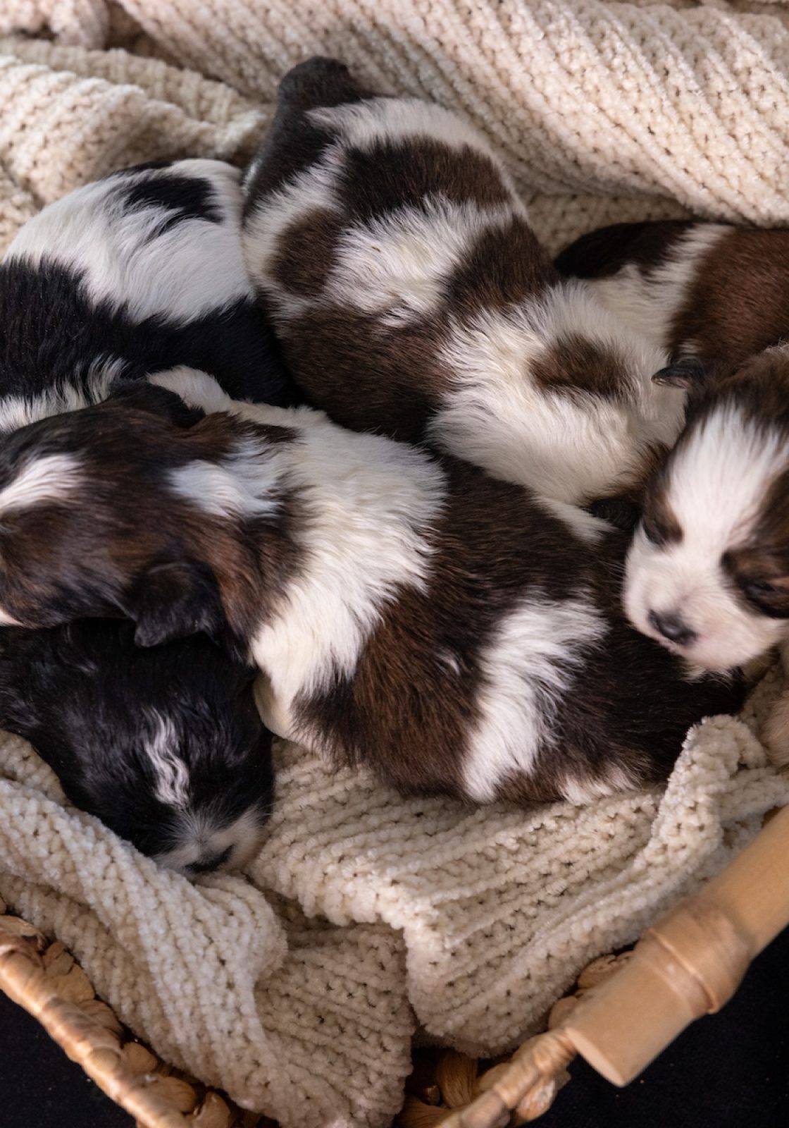 bichon frise mixed with a shih tzu puppies near me_