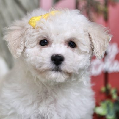 bichon frise puppies for sale in pa