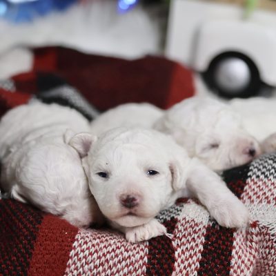 bichon frise puppies for sale in pa