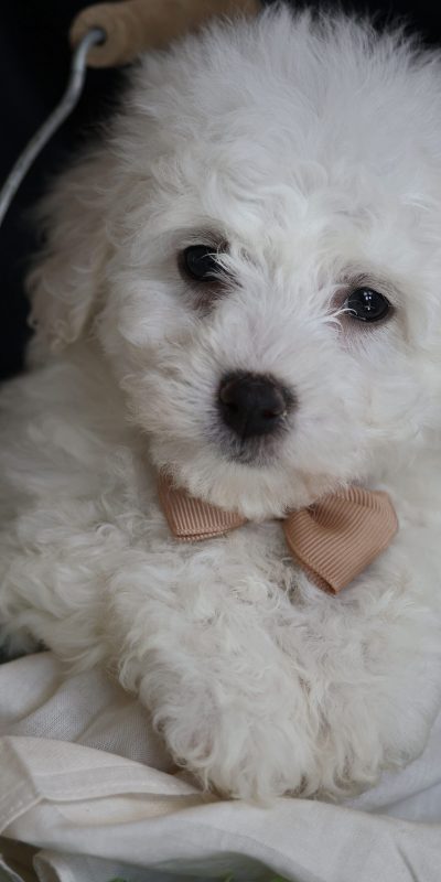 bichon frise puppies for sale
