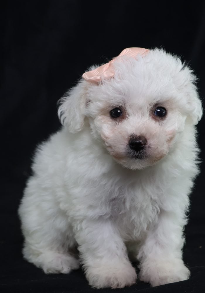 bichon frise puppies near me bichon frise puppies near me