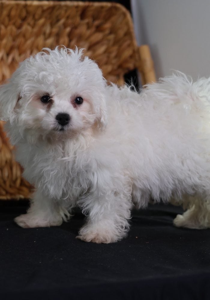 bichon frise puppy bichon frise puppy