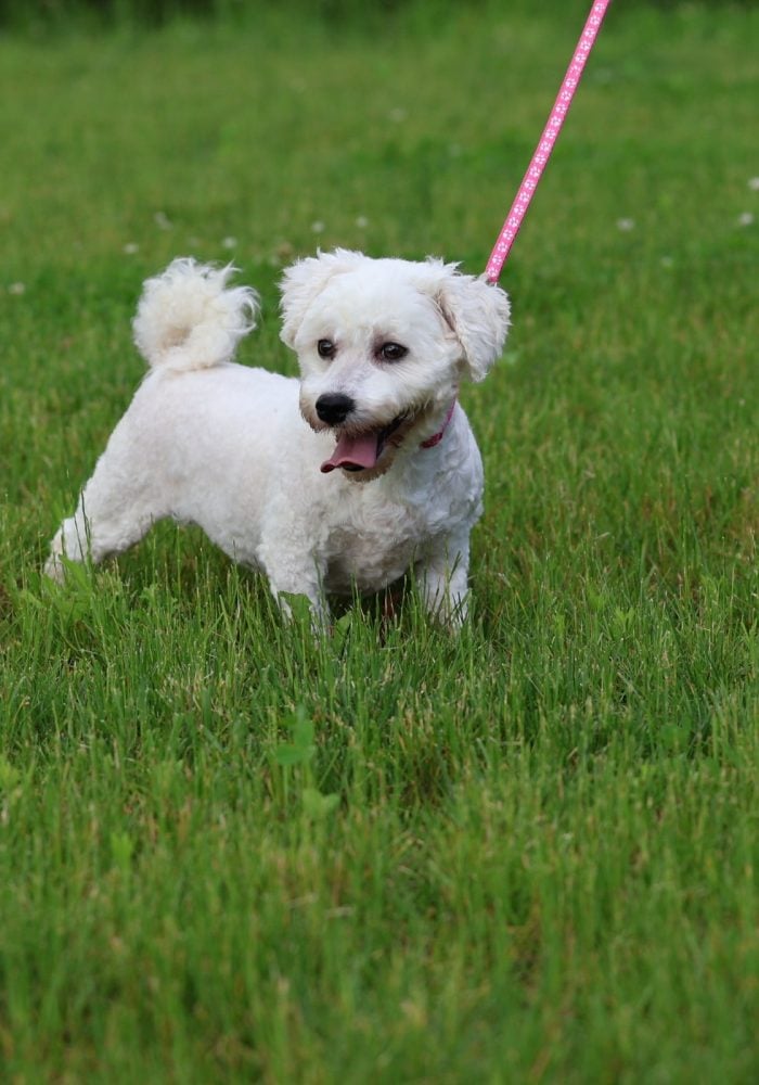 bichon frise puppy for sale – Amy