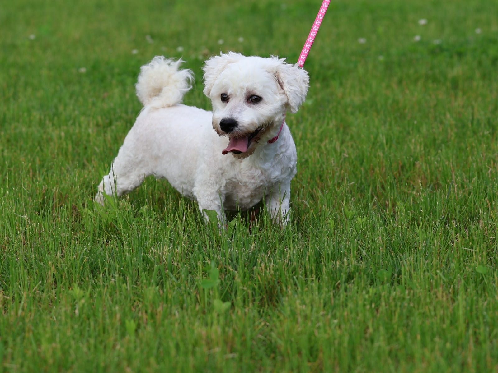 bichon frise puppy for sale – Amy