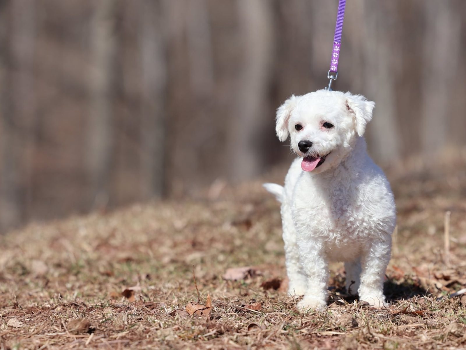 bichon frise puppy for sale – Beauty