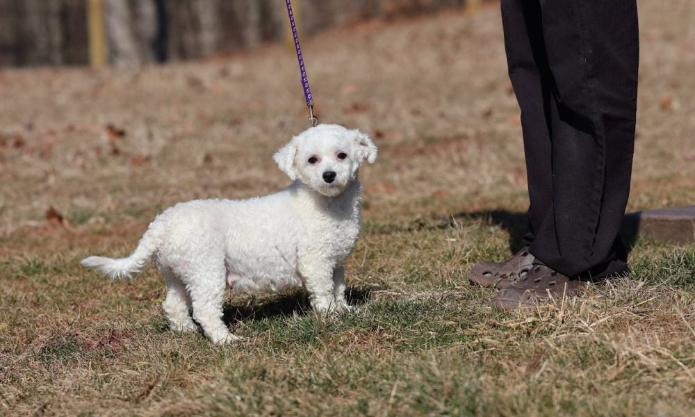 bichon frise puppy for sale – Beauty, photo 5
