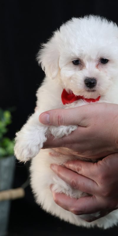 bichon frise puppy