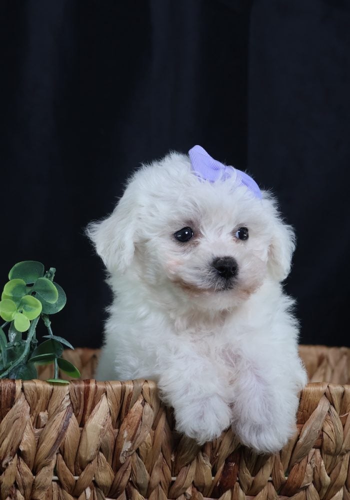 bichon frise puppy bichon frise puppy