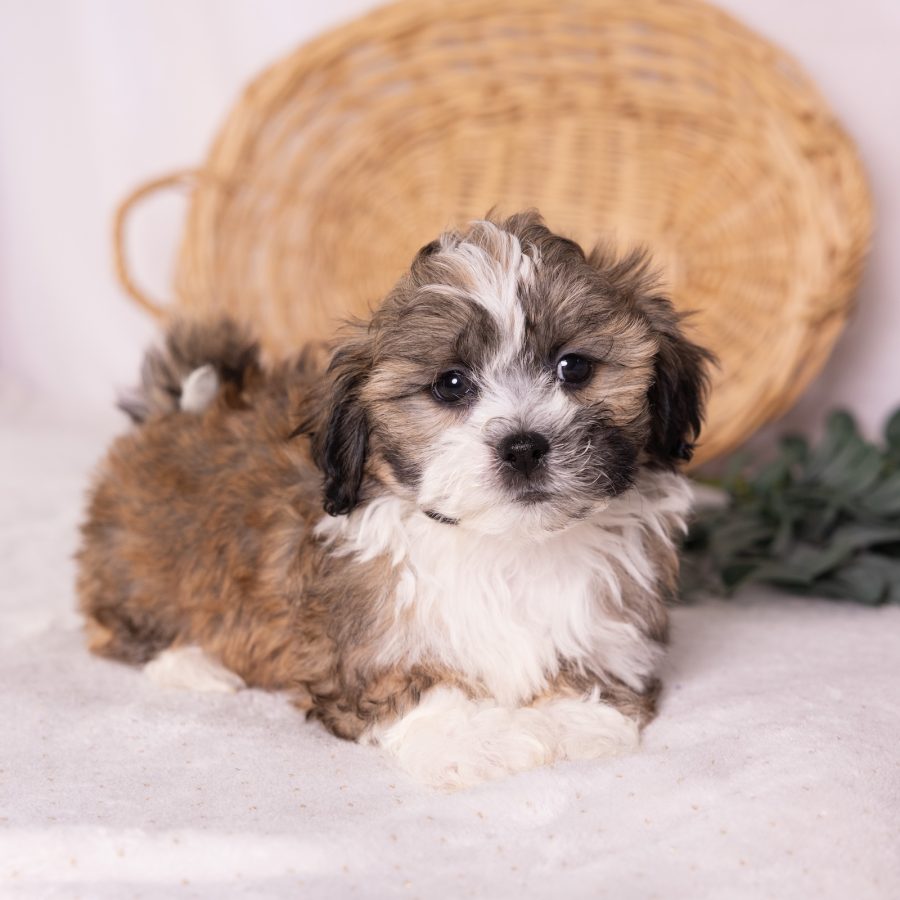 bichon frise shih tzu mix breeder