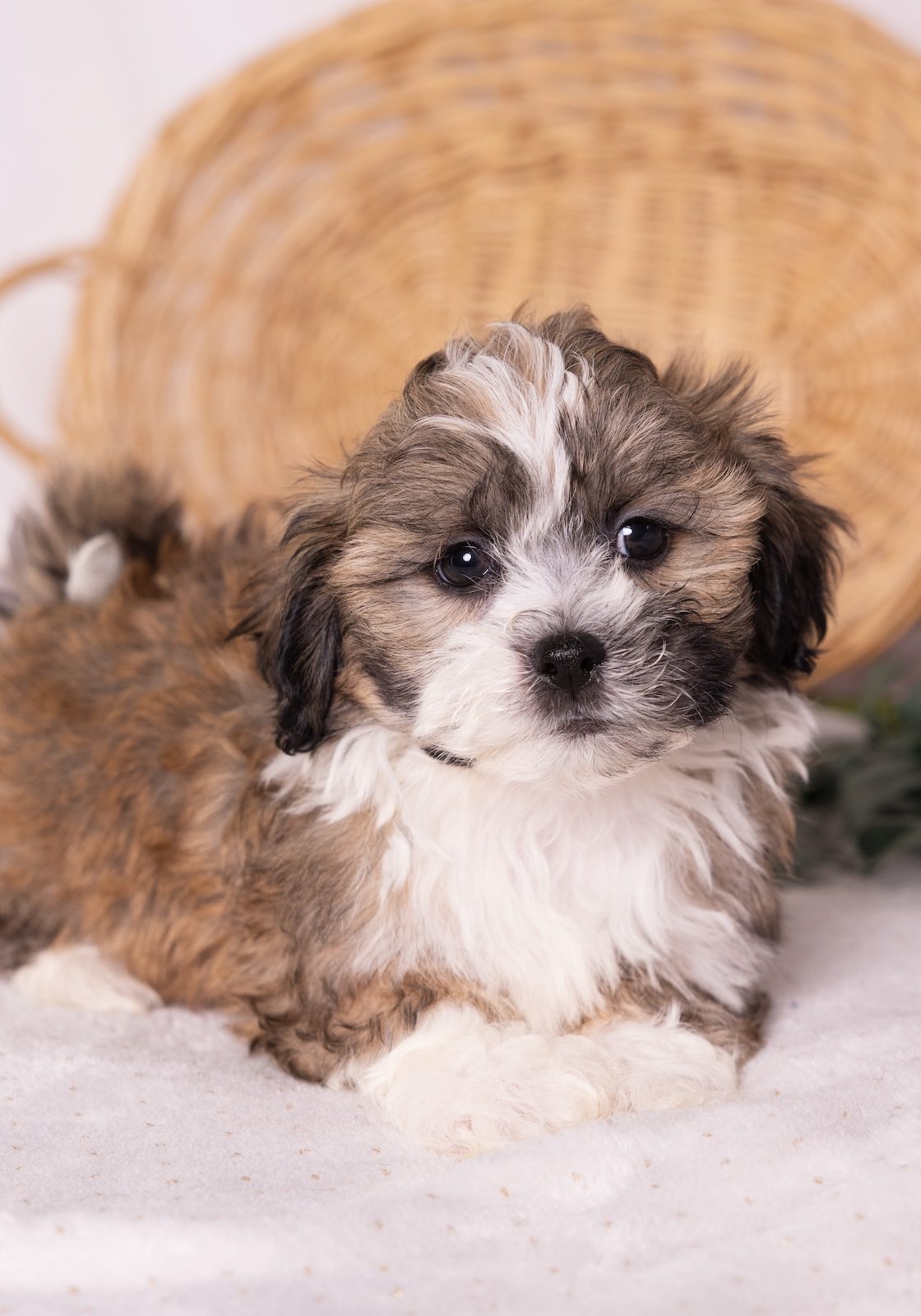bichon frise shih tzu mix breeder