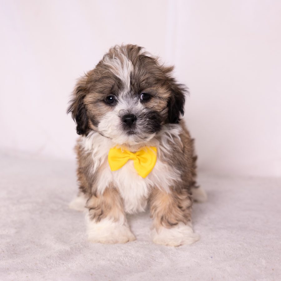 bichon frise shih tzu mix puppies