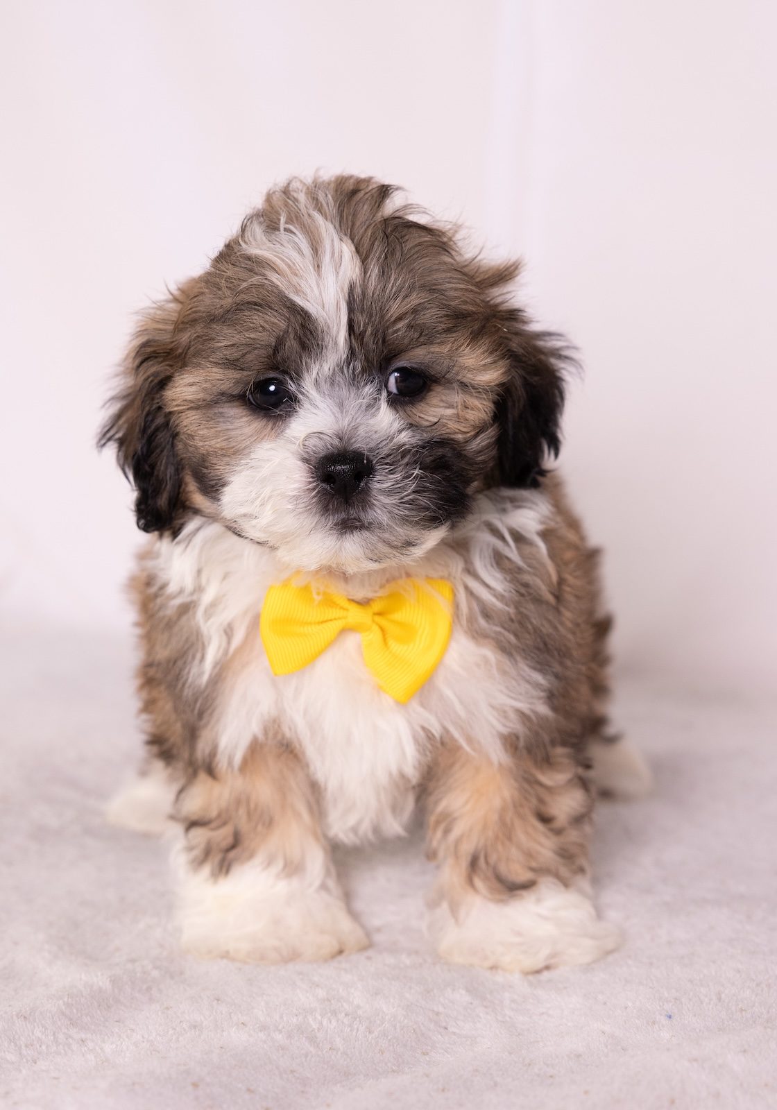 bichon frise shih tzu mix puppies