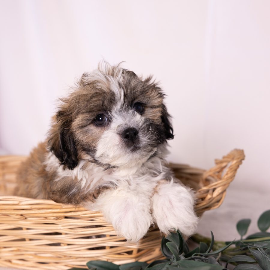 bichon frise shih tzu mix puppy for sale