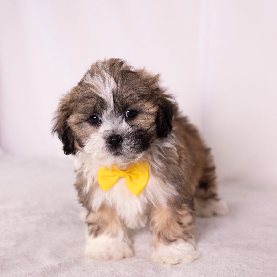 bichon frise shih tzu mix puppy