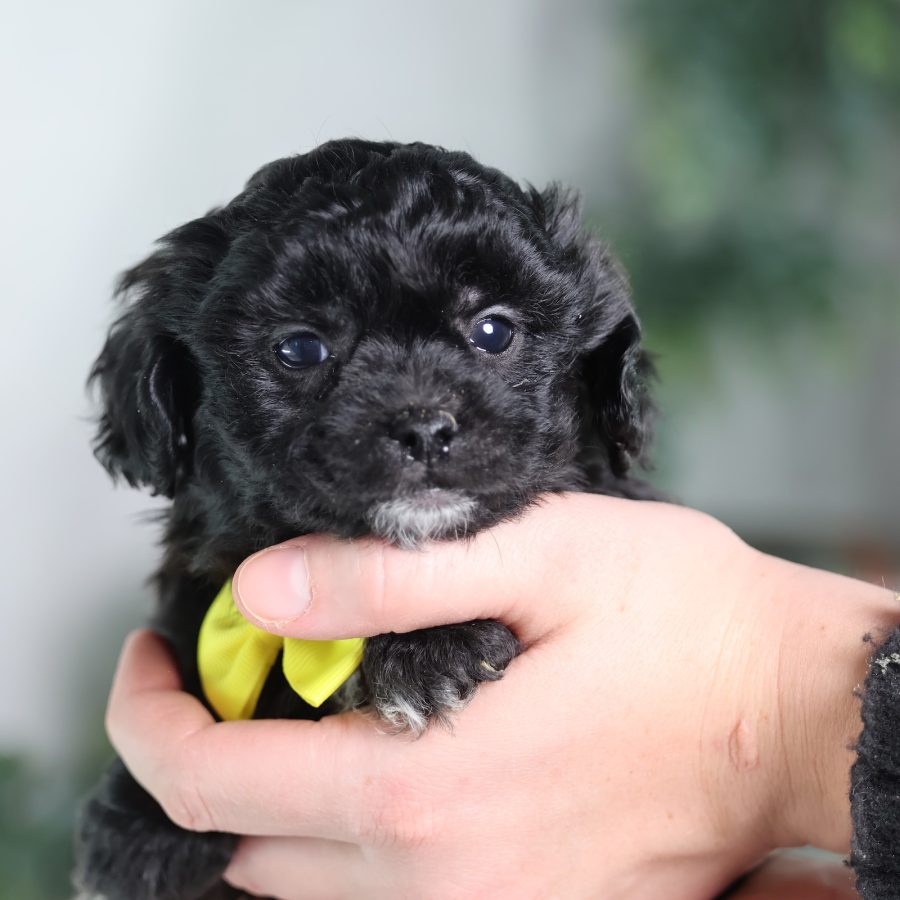 bichon frise shih tzu mix