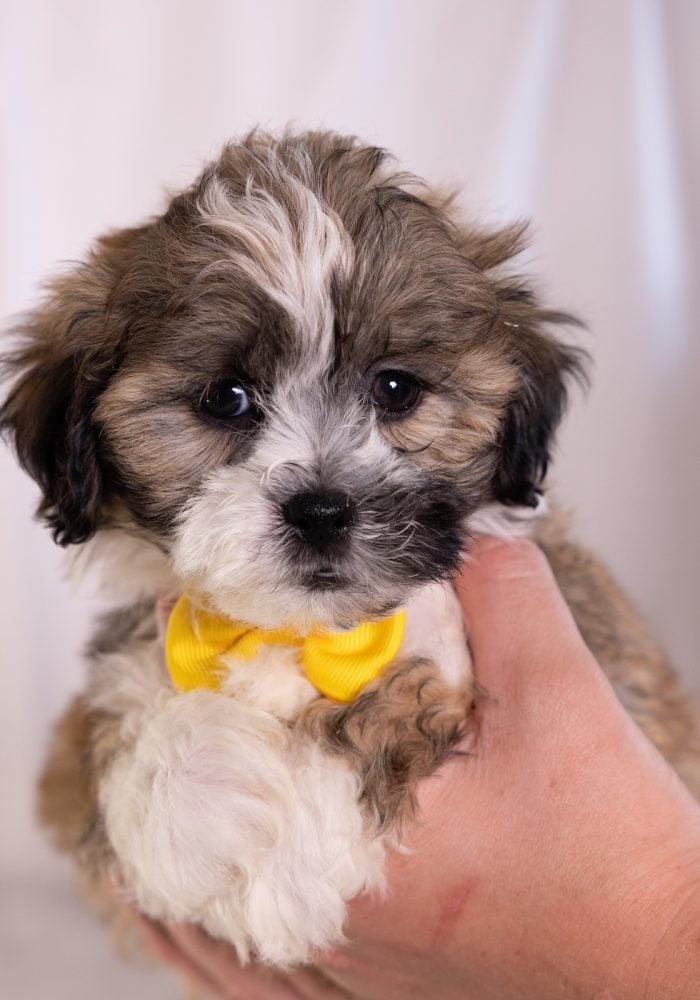 bichon frise shih tzu mix
