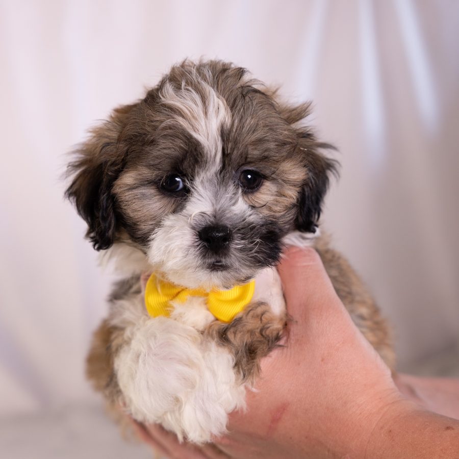 bichon frise shih tzu mix