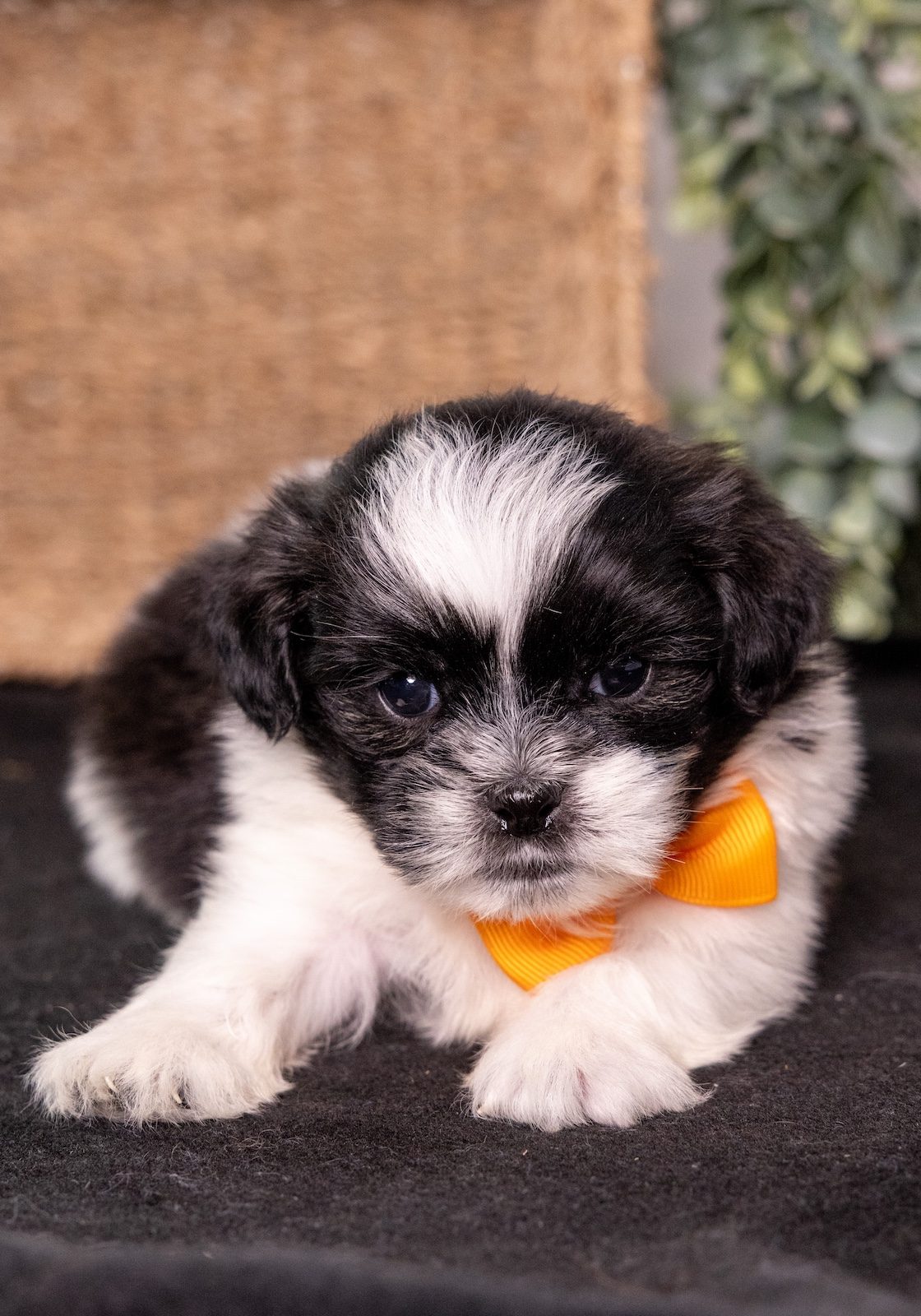 bichon frise shih tzu puppies for sale near me
