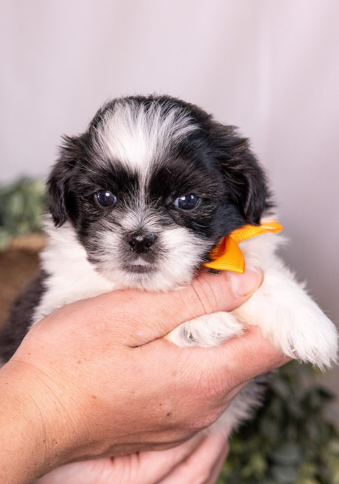 bichon frise shih tzu puppies for sale