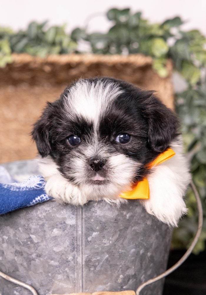 bichon frise shih tzu puppies