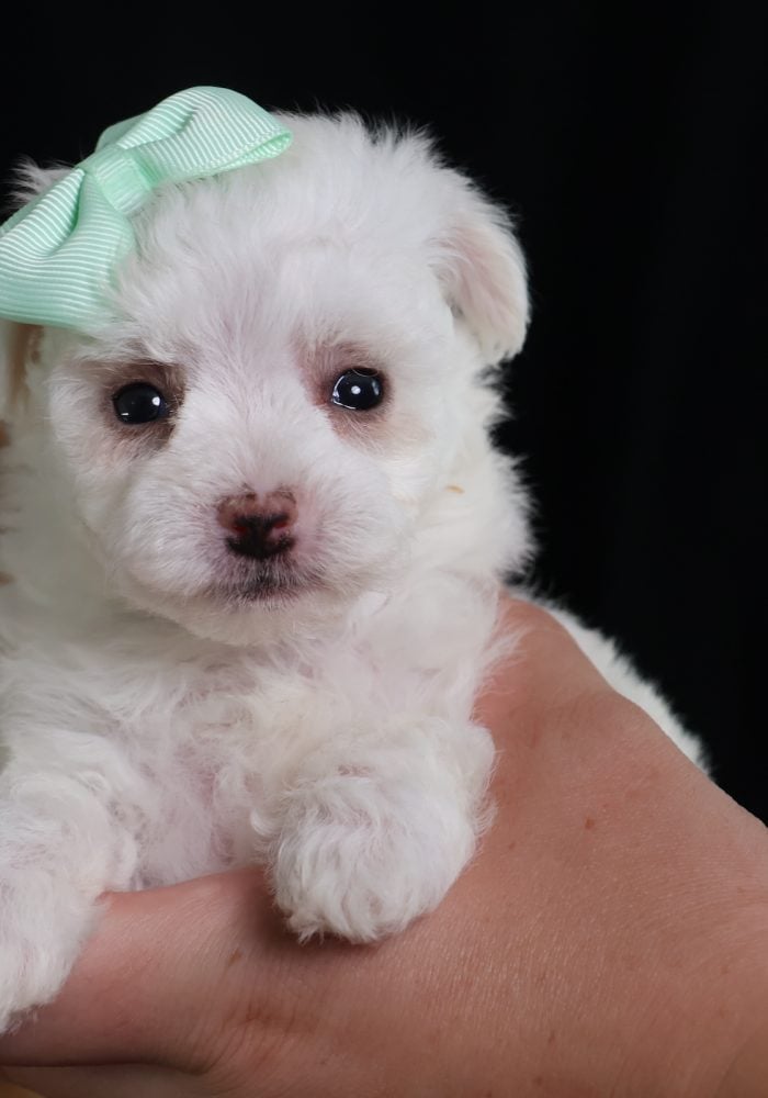bichon frise teacup bichon frise teacup puppy