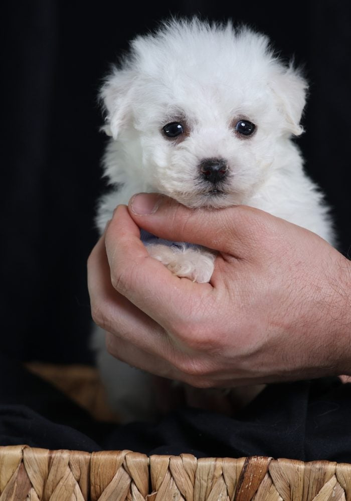 bichon frize bichon frize