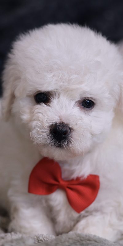 bichon frize