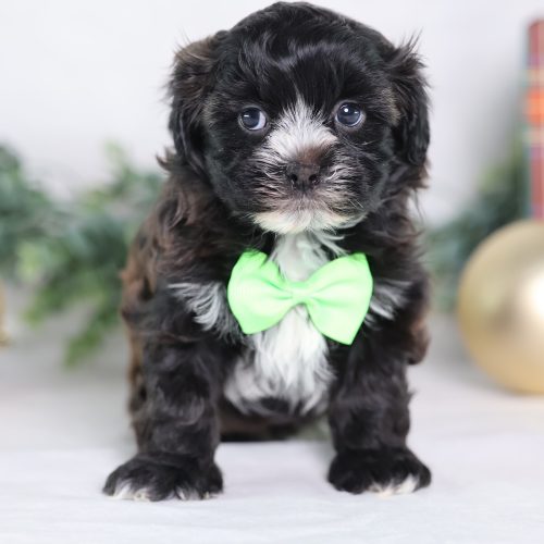 bichon mix