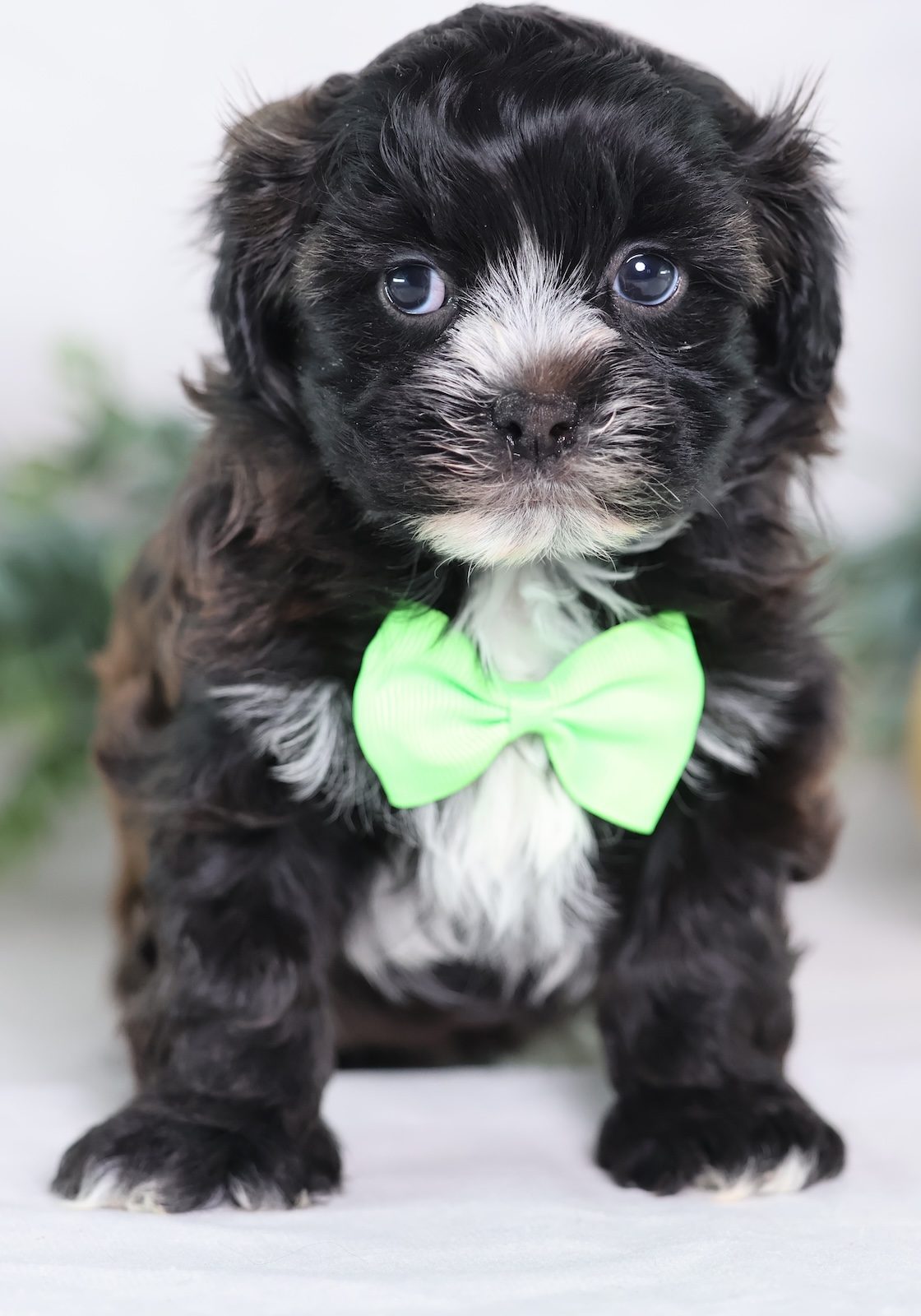 bichon mix