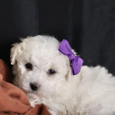 bichon puppy