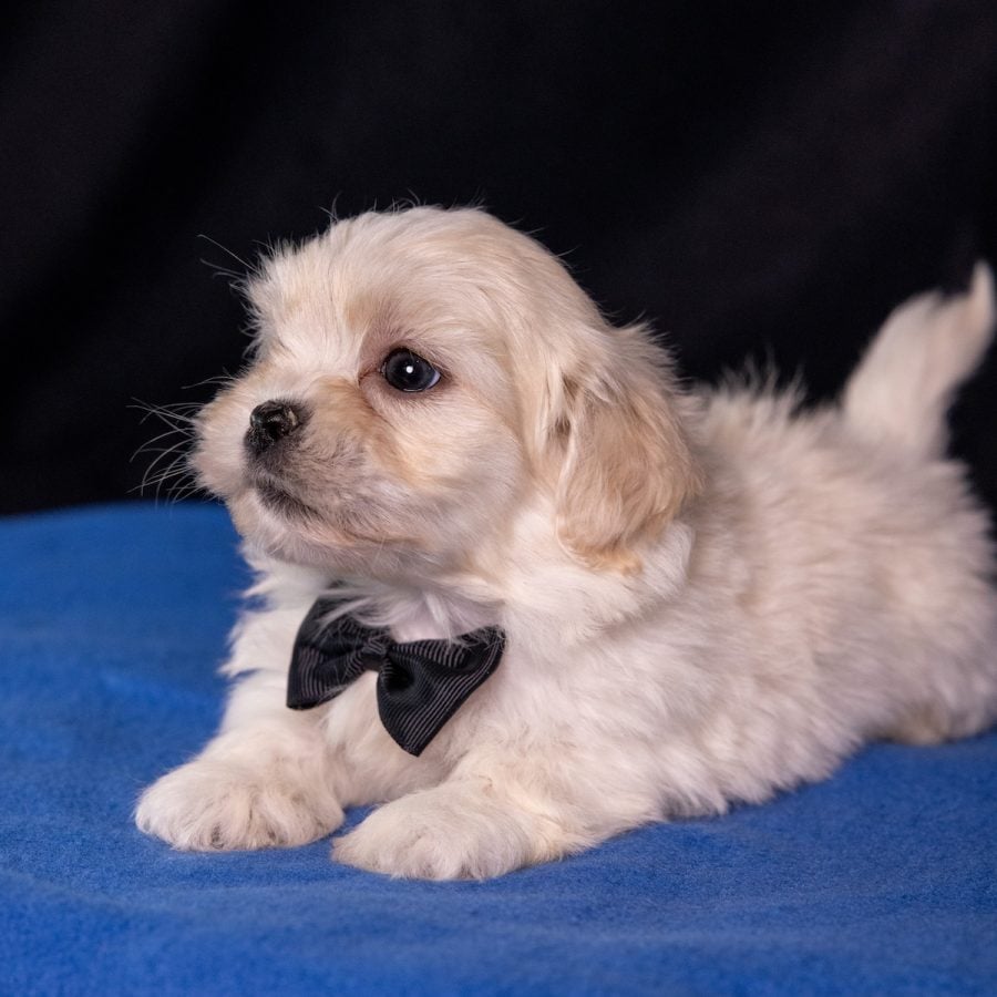 bichon shih tzu mix
