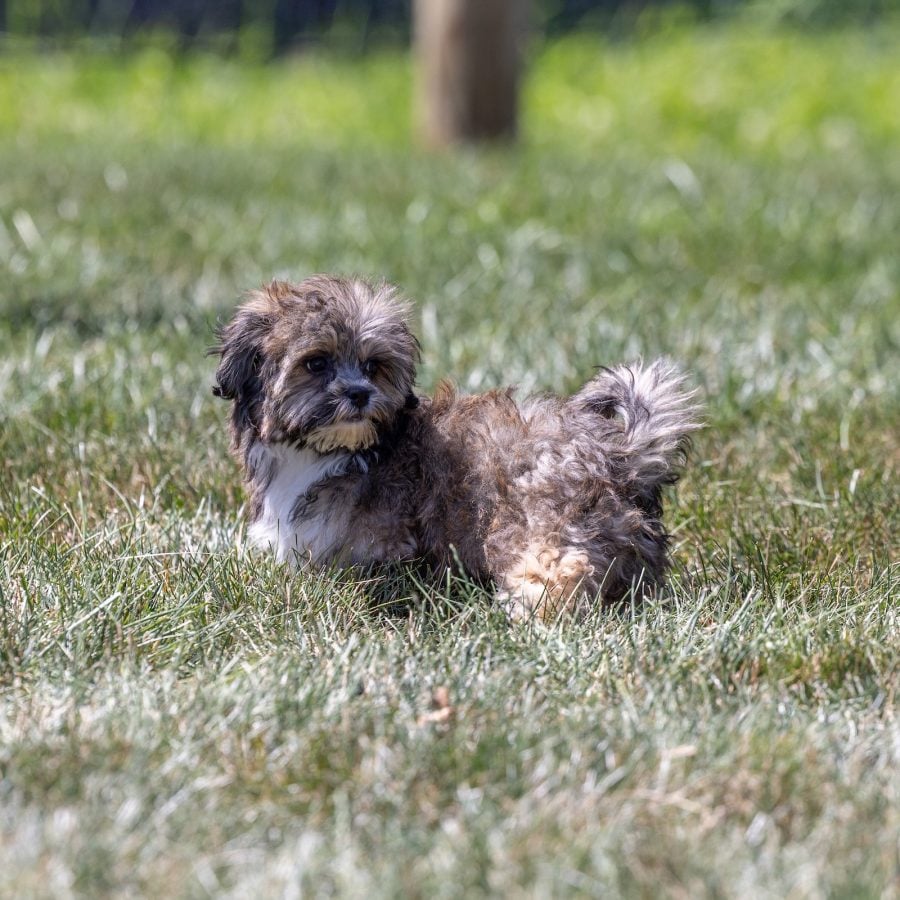 bichon shih tzu mix