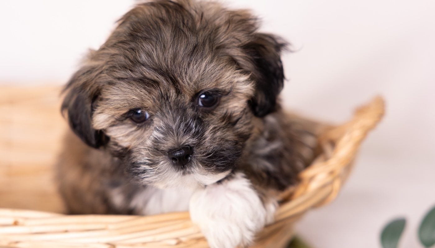 bichon shih tzu mix near me