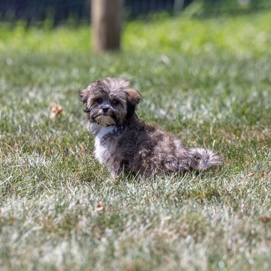 bichon shih tzu mix puppies