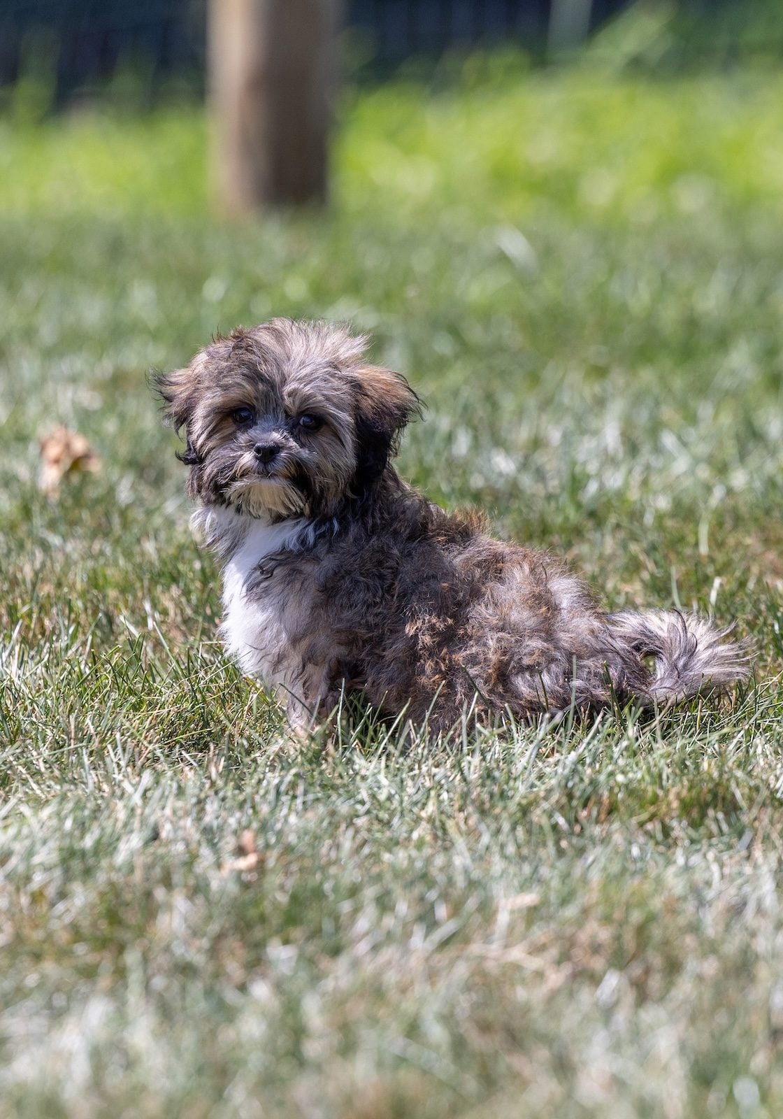 bichon shih tzu mix puppies