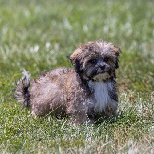 bichon shih tzu mix puppies for sale